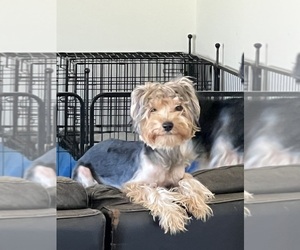 Yorkshire Terrier Dog for Adoption in SAN JACINTO, California USA