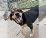 Small #5 Labrador Retriever Mix