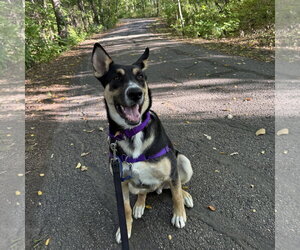 Poo Fighter - Male Siberian Husky-Unknown Mix Dog for Adoption - Photo #9