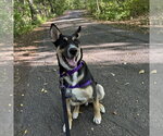 Small Photo #9 Siberian Husky-Unknown Mix Puppy For Sale in Fargo, ND, USA