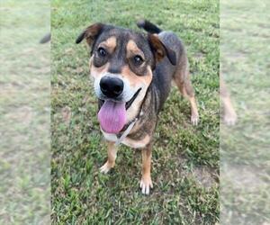 MARY-KATE - Female German Shepherd Dog-Unknown Mix Dog for Adoption - Photo #2