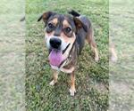 Small Photo #2 German Shepherd Dog-Unknown Mix Puppy For Sale in Conroe, TX, USA