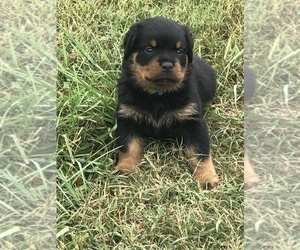 Rottweiler Puppy for Sale in PELZER, South Carolina USA