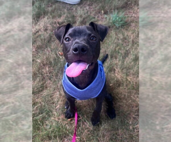 Medium Photo #7 American Pit Bull Terrier-Unknown Mix Puppy For Sale in Raleigh, NC, USA