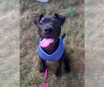 Small #6 American Pit Bull Terrier Mix