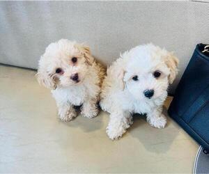 Poodle (Miniature) Puppy for sale in SANTA FE, NM, USA