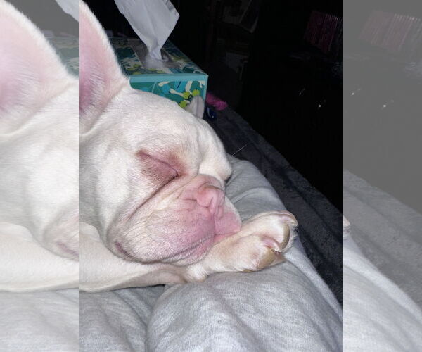 Medium Photo #4 French Bulldog Puppy For Sale in St. Louis Park, MN, USA