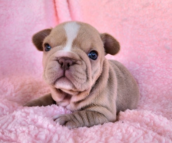 Medium Photo #11 French Bulldog Puppy For Sale in LAS VEGAS, NV, USA