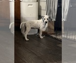 Small #2 Dalmatian