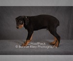Small Photo #2 Australian Shepherd Puppy For Sale in PLEASANTON, KS, USA