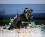 Small Photo #22 German Shepherd Dog Puppy For Sale in REBERSBURG, PA, USA