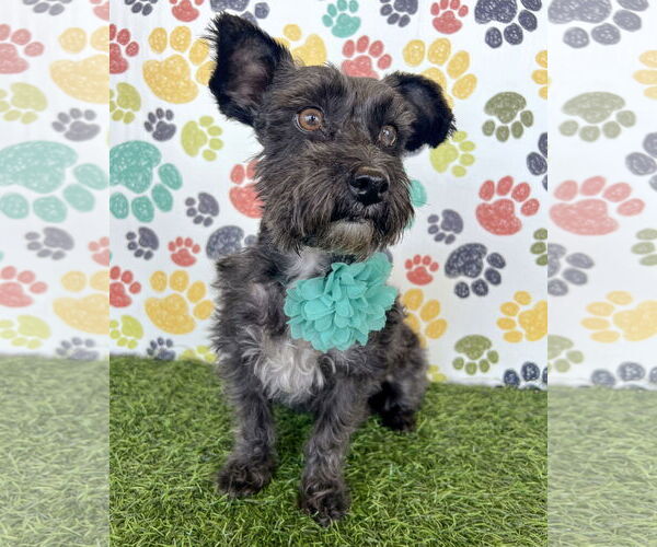 Medium Photo #1 Mutt Puppy For Sale in Corona, CA, USA