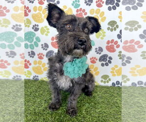 Mutt Dogs for adoption in Corona, CA, USA