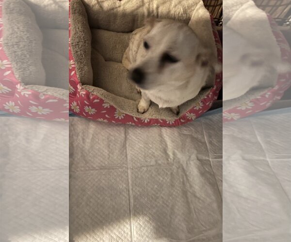 Medium Photo #2 Mutt Puppy For Sale in Colton, CA, USA