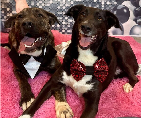 Medium Photo #5 Mastiff-Unknown Mix Puppy For Sale in Green Forest, AR, USA