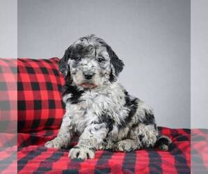Goldendoodle-Poodle (Miniature) Mix Puppy for sale in DALTON, OH, USA