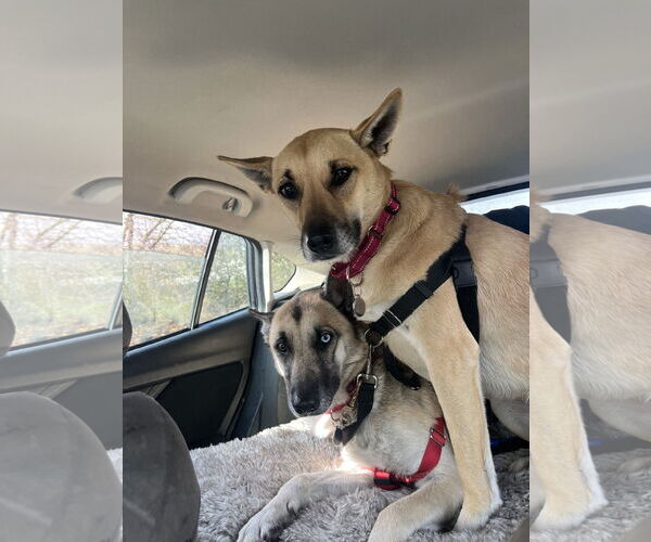 Medium Photo #6 Gerberian Shepsky Puppy For Sale in San Jose, CA, USA