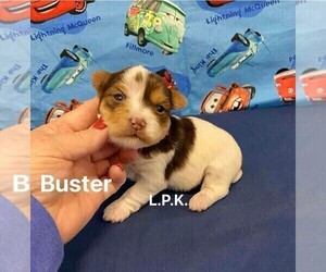 Yorkshire Terrier Puppy for sale in WINNSBORO, LA, USA