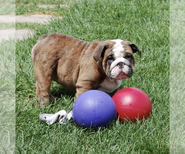 Medium Photo #7 Bulldog Puppy For Sale in NORCO, CA, USA
