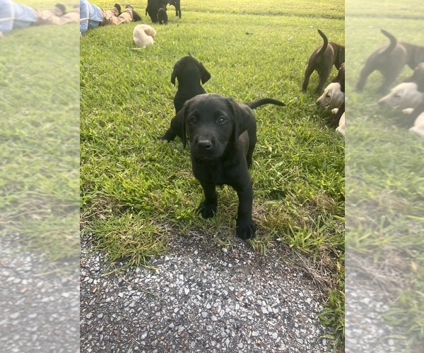 Medium Photo #1 Labrador Retriever Puppy For Sale in PETERSBURG, TN, USA