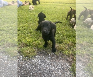 Labrador Retriever Puppy for Sale in PETERSBURG, Tennessee USA