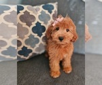 Small #2 Goldendoodle