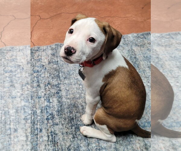 Medium Photo #11 Mutt Puppy For Sale in Spotsylvania, VA, USA