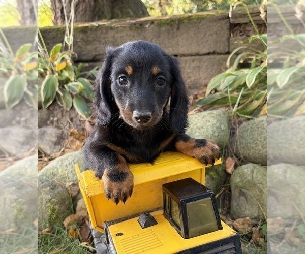 Medium Photo #1 Dachshund Puppy For Sale in MIDDLEBURY, IN, USA