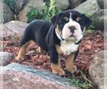 Small Photo #2 Olde English Bulldogge Puppy For Sale in LAKE NEPESSING, MI, USA