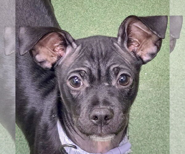 Medium Photo #8 Italian Greyhuahua Puppy For Sale in Huntley, IL, USA