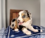 Puppy Puppy 2 Miniature Australian Shepherd