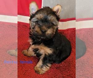 Yorkshire Terrier Puppy for sale in CONKLIN, NY, USA