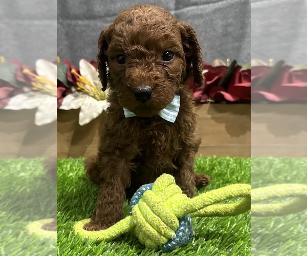 Medium Photo #5 Goldendoodle (Miniature) Puppy For Sale in CHULA VISTA, CA, USA