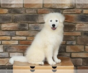 Samoyed Puppy for sale in FREDERICKSBURG, OH, USA