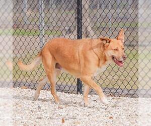 Shepradors Dogs for adoption in Waco, TX, USA