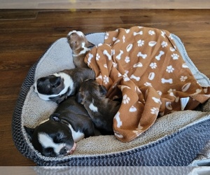 Boston Terrier Puppy for sale in ROSEBURG, OR, USA