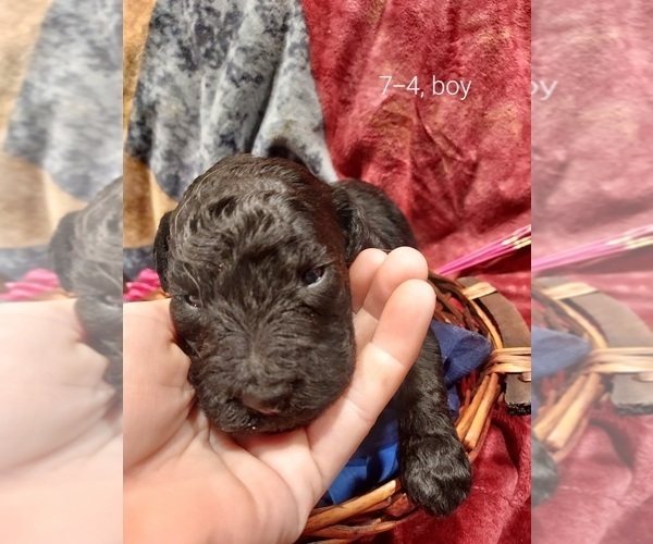 Medium Photo #5 Bordoodle Puppy For Sale in COPPERAS COVE, TX, USA