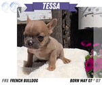 Small Photo #71 French Bulldog Puppy For Sale in GOSHEN, IN, USA