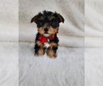 Small #2 Yorkshire Terrier