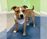 Small #2 American Pit Bull Terrier Mix