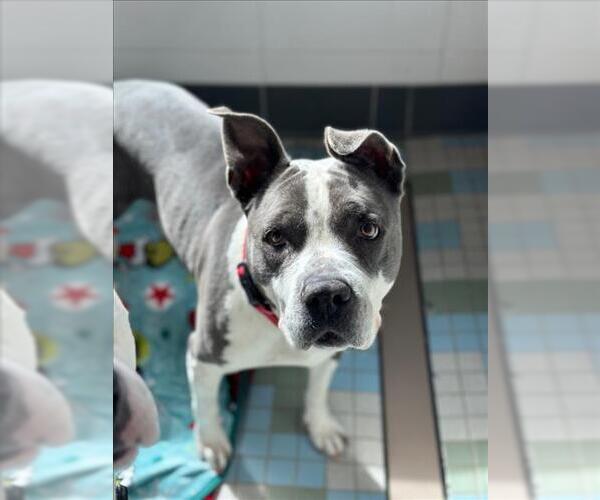 Medium Photo #1 Mutt Puppy For Sale in Fort Collins, CO, USA