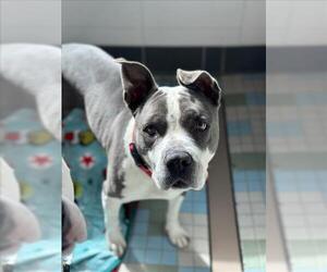 Mutt Dogs for adoption in Fort Collins, CO, USA