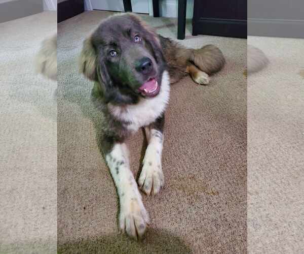 Medium Photo #1 Mutt Puppy For Sale in Greenville, SC, USA