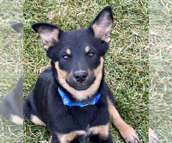 Medium Photo #3 Mutt Puppy For Sale in Sandy, UT, USA