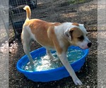 Small #7 Mastiff Mix