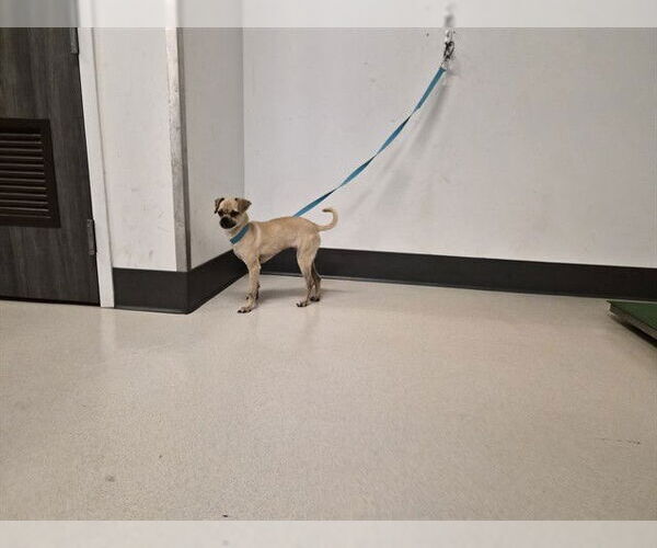 Medium Photo #1 Chug Puppy For Sale in Corona, CA, USA