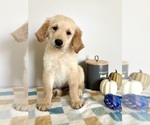 Small #7 Golden Retriever