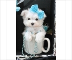 Small #4 Maltese