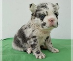 Small Photo #1 French Bulldog Puppy For Sale in MIAMI BEACH, FL, USA
