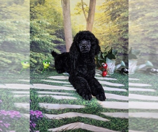 Medium Photo #2 Poodle (Standard) Puppy For Sale in MC BAIN, MI, USA